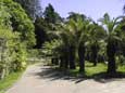 Одна из красивых аллей парка с пальмами